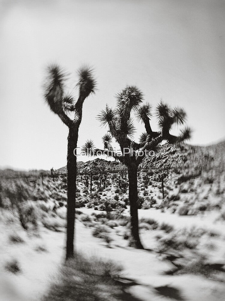 Desert, desert photography, PalmSprings, California, Joshua Tree by Cali West