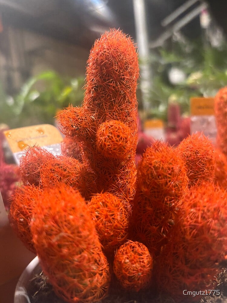 Dusk Cactus by Cmgutz1775