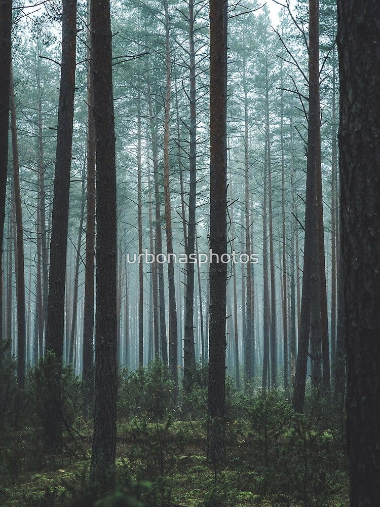 Misty forest by urbonasphotos