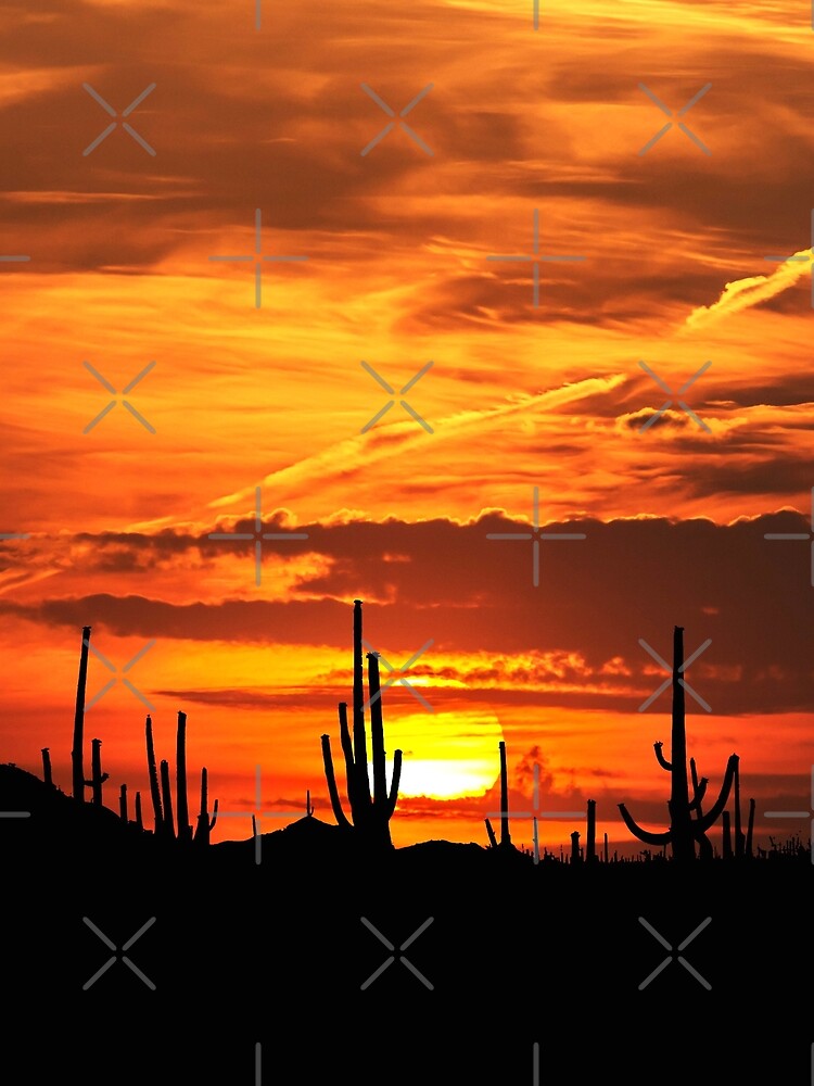 sonoran desert sunset view by alex sinno