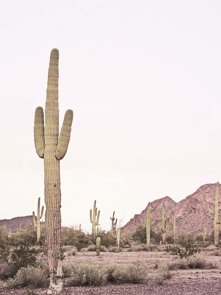 Two Cactus In The Desert by LotusPrintShop