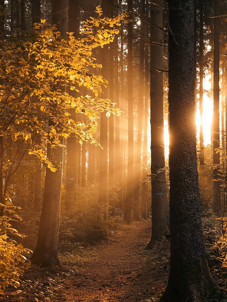 Forest path with sun rays by Pietschi2022