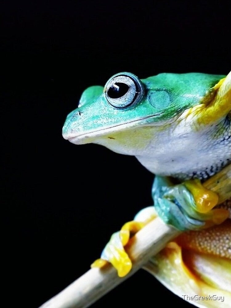 Green Yellow Frog Photo Nature Photography Frog Lovers Dumpy Black Eyed Pet Amphibian by TheGreekGuy