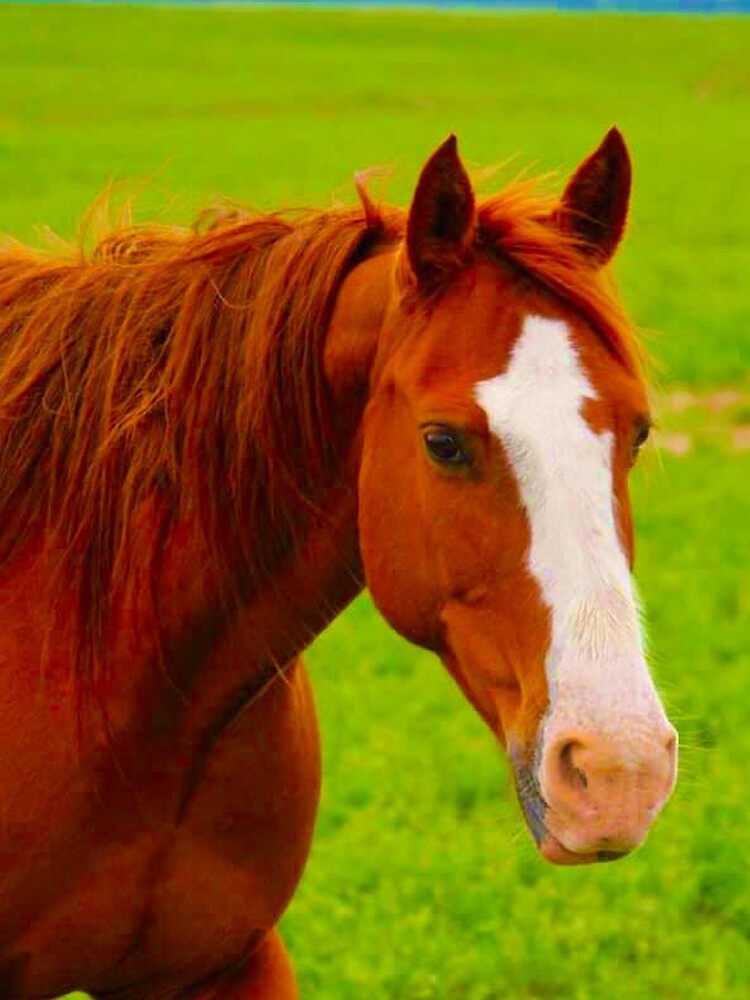 Brown Horse Fav by LisaMPierce1990