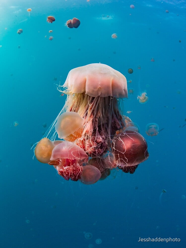 Jellyfish Chandelier by Jesshaddenphoto