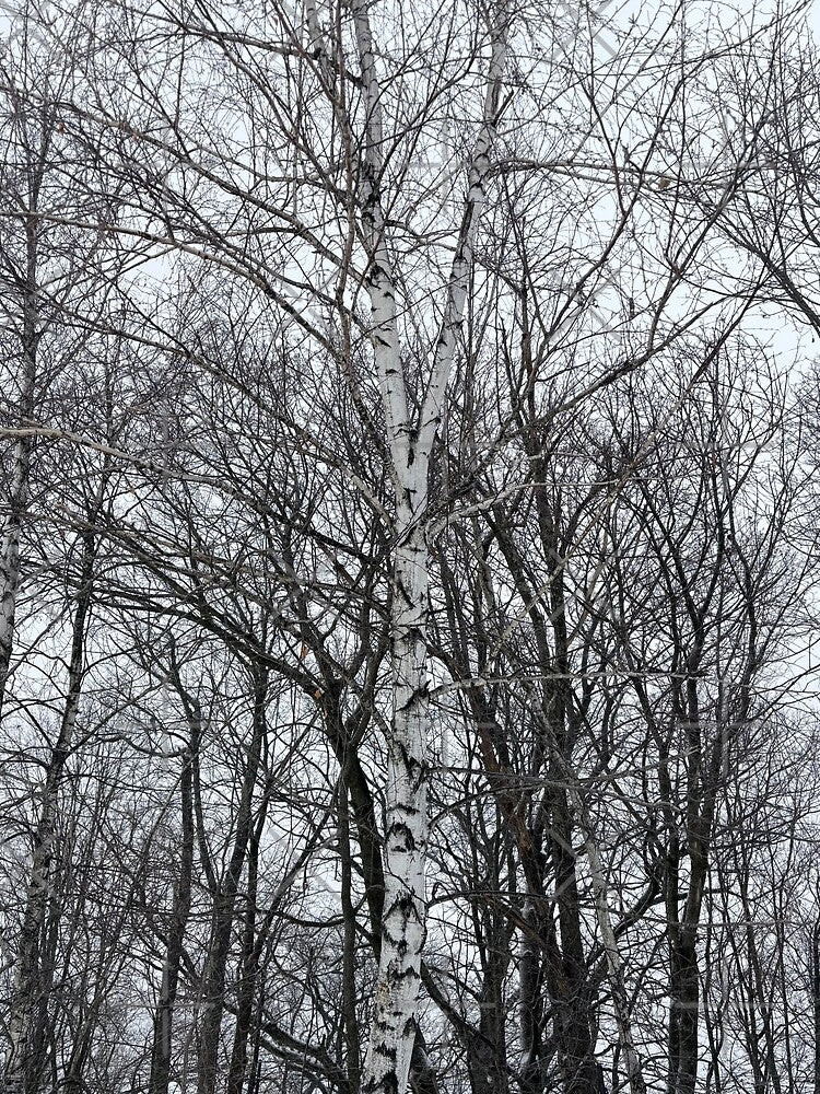 Bare trees and snowy silence by Fellowship23