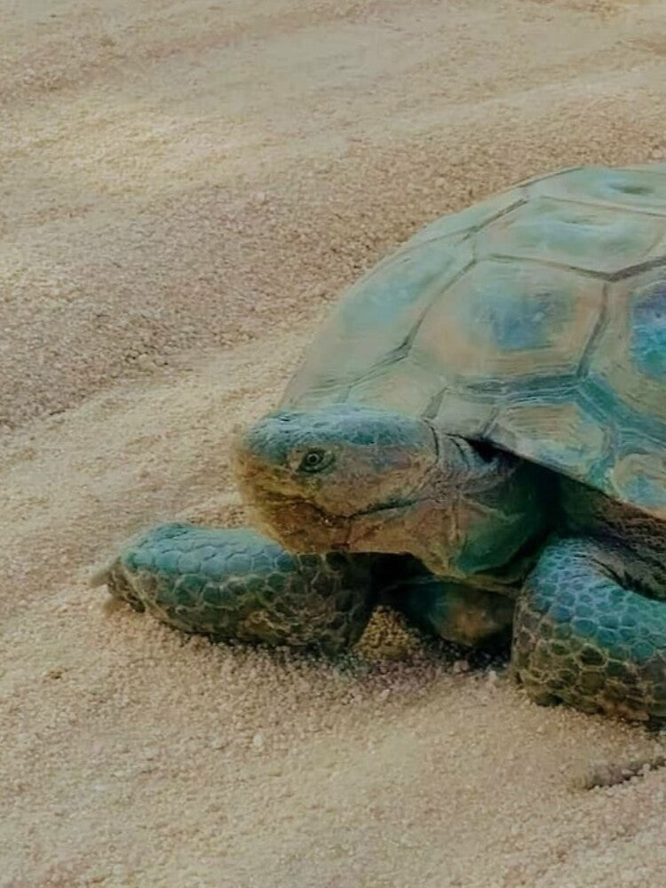 California Desert Tortoise - Joshua Tree park desert tortoise by abeautifulife