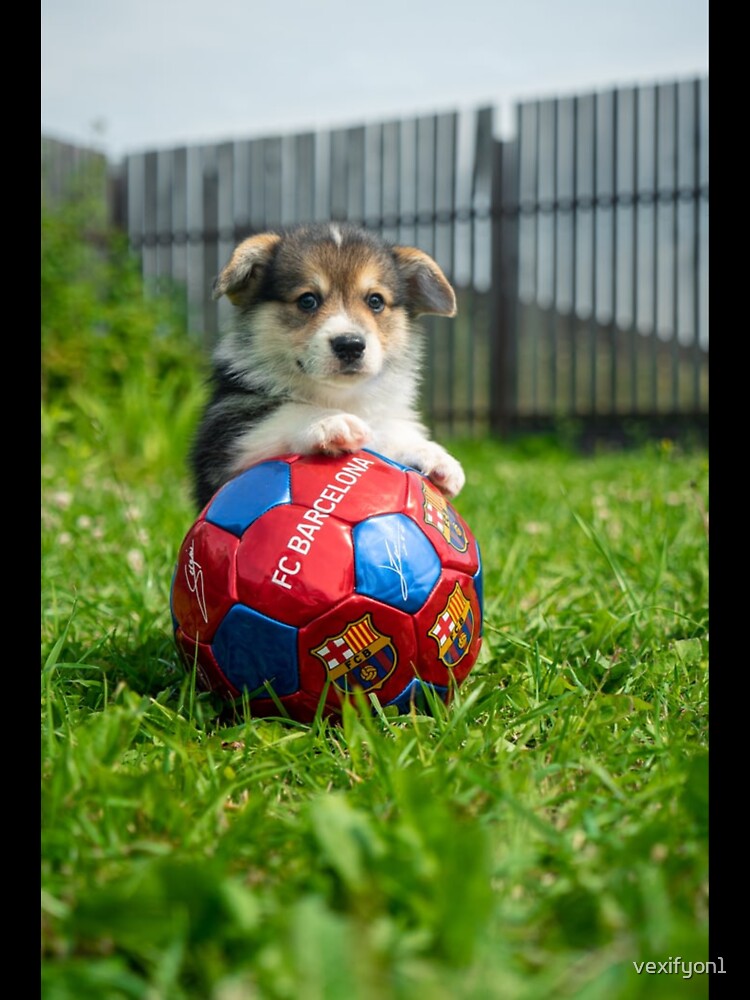 Dog on soccer ball by vexifyon1