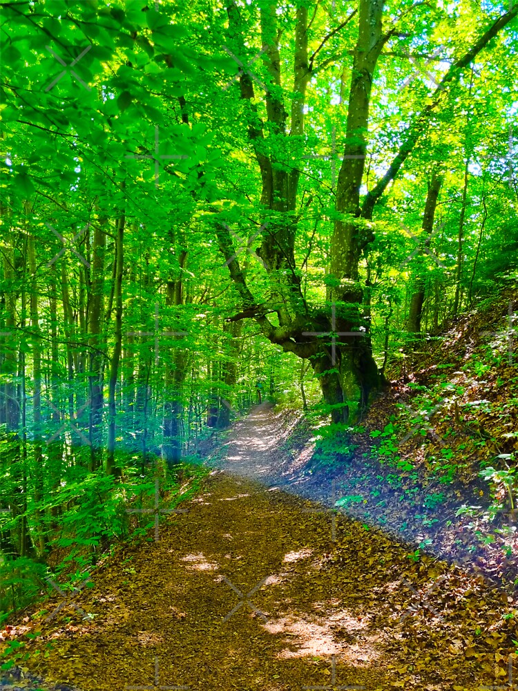 Forest Path by Kate-P-