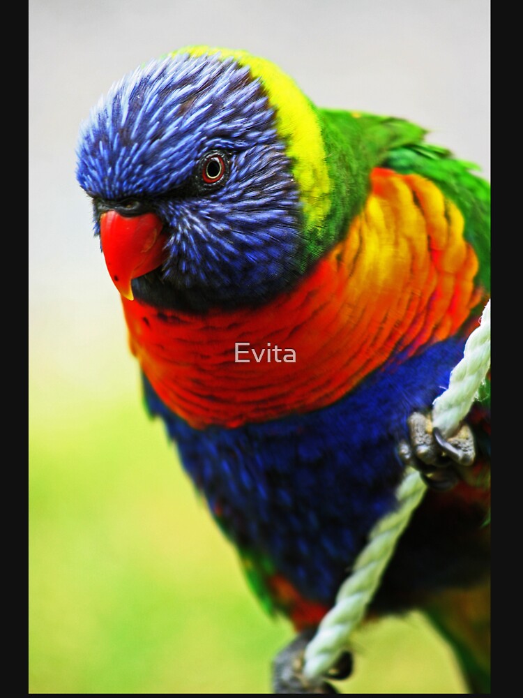 Rainbow Lorikeet by Evita