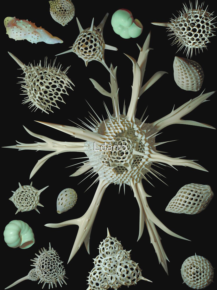 Radiolaria & Foraminifera by Ldarro