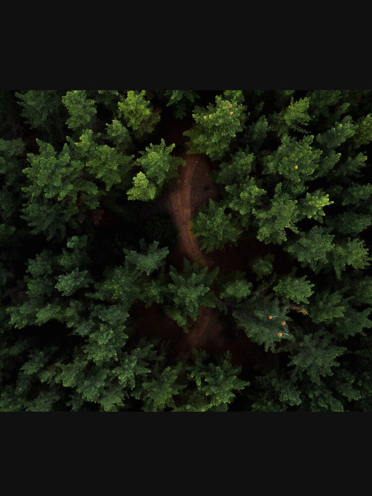 Green Forest Trees by WowNatureWorld