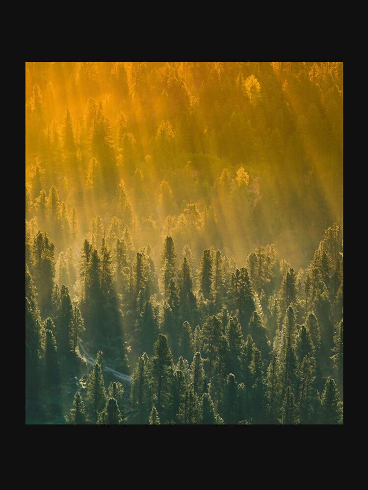 nature,sun,forest by grickodd