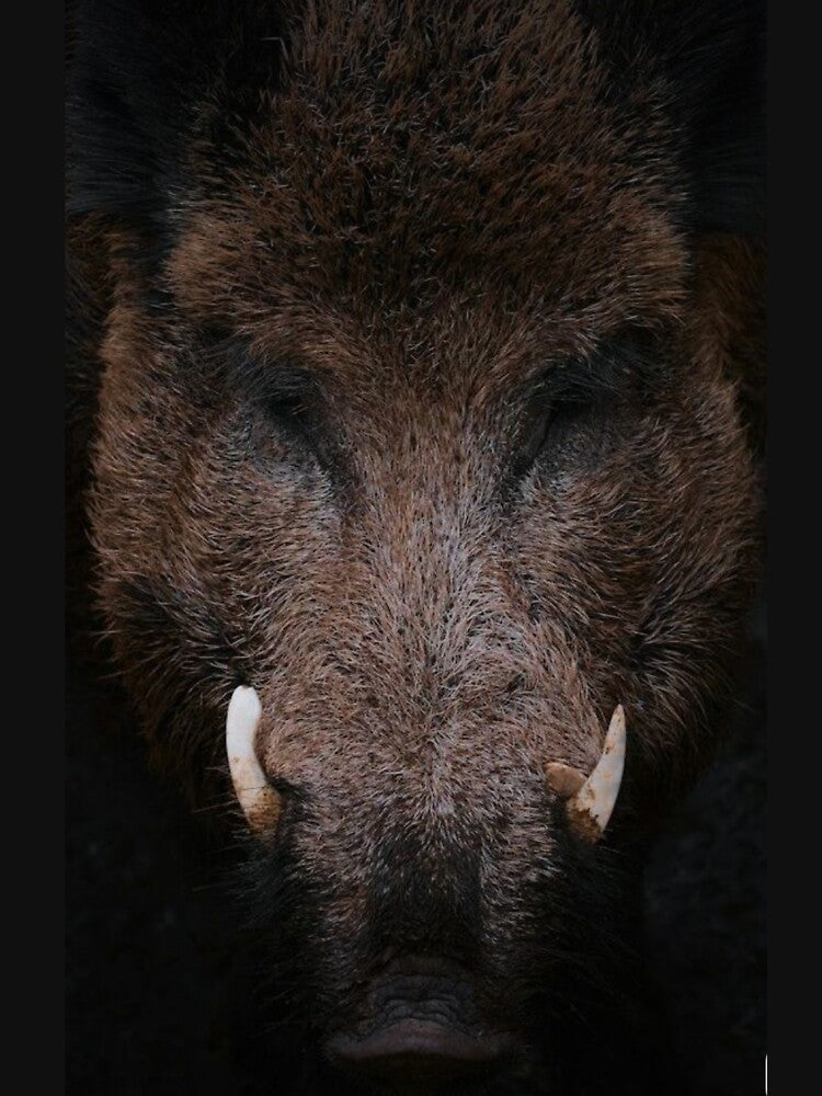 Wild Boar #3 by The Adventure Never Ends !!!