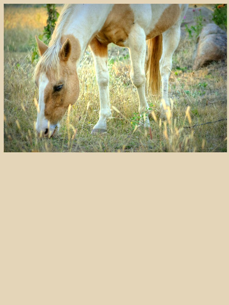 Autumn Grazing by K D Graves Photography