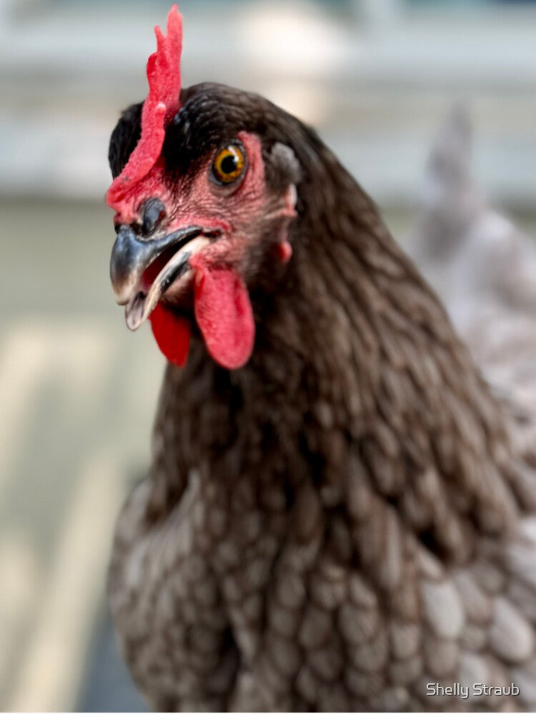 The Confused Chicken by Shelly Straub