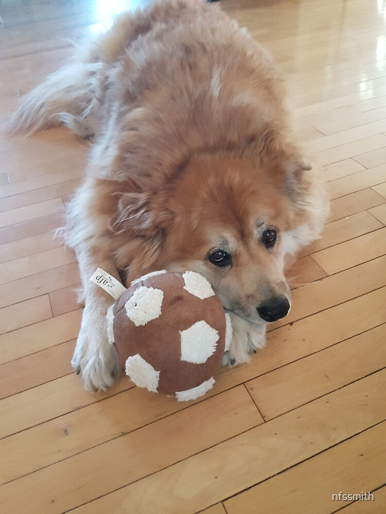 Marley the lazy goldenchow soccer dog by nfssmith