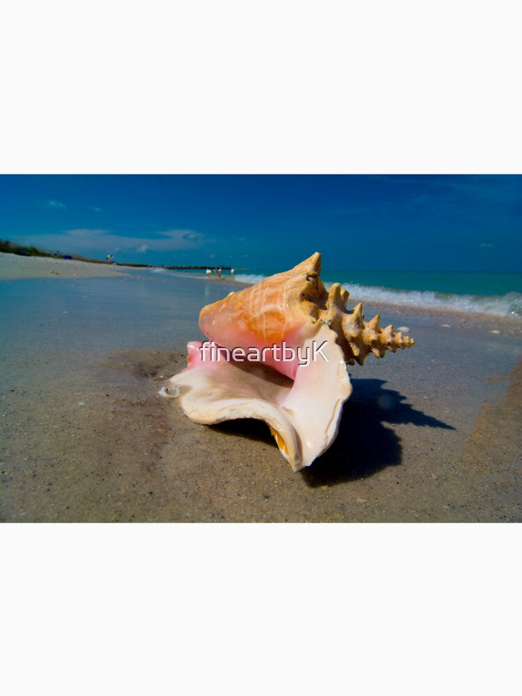 conch shell by fineartbyK