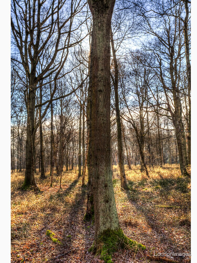 Peace In the Morning Forest by Londonimages