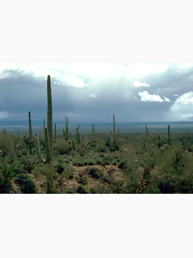 Arizona Desert and Cactuses by BravuraMedia