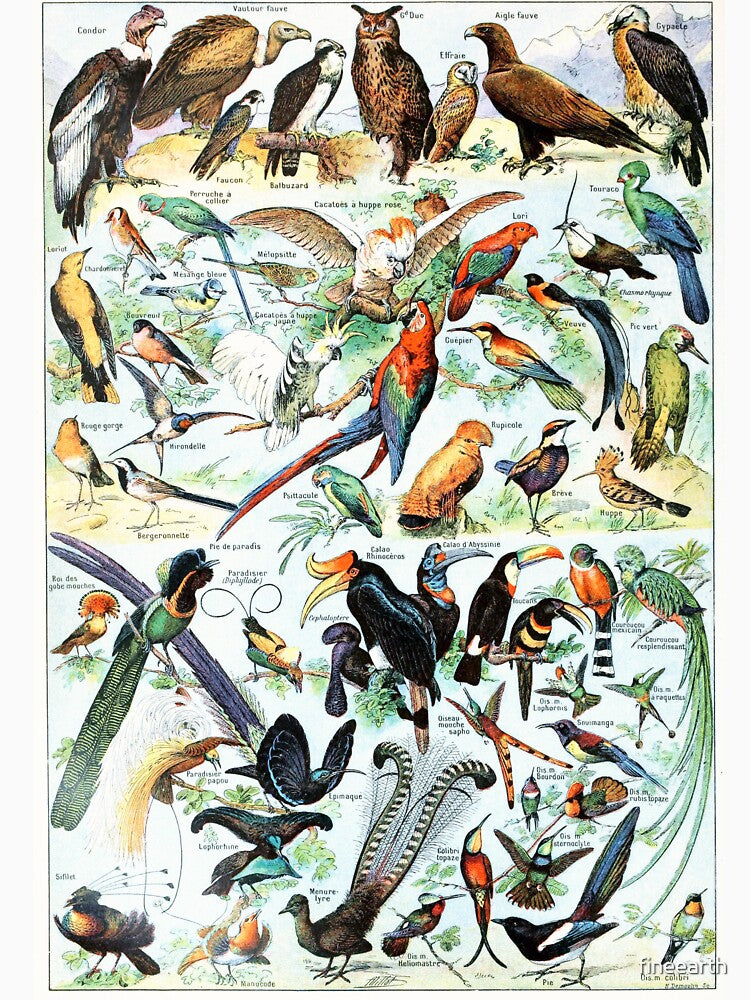Vintage Bird Illustration I by Vintage Wall Art