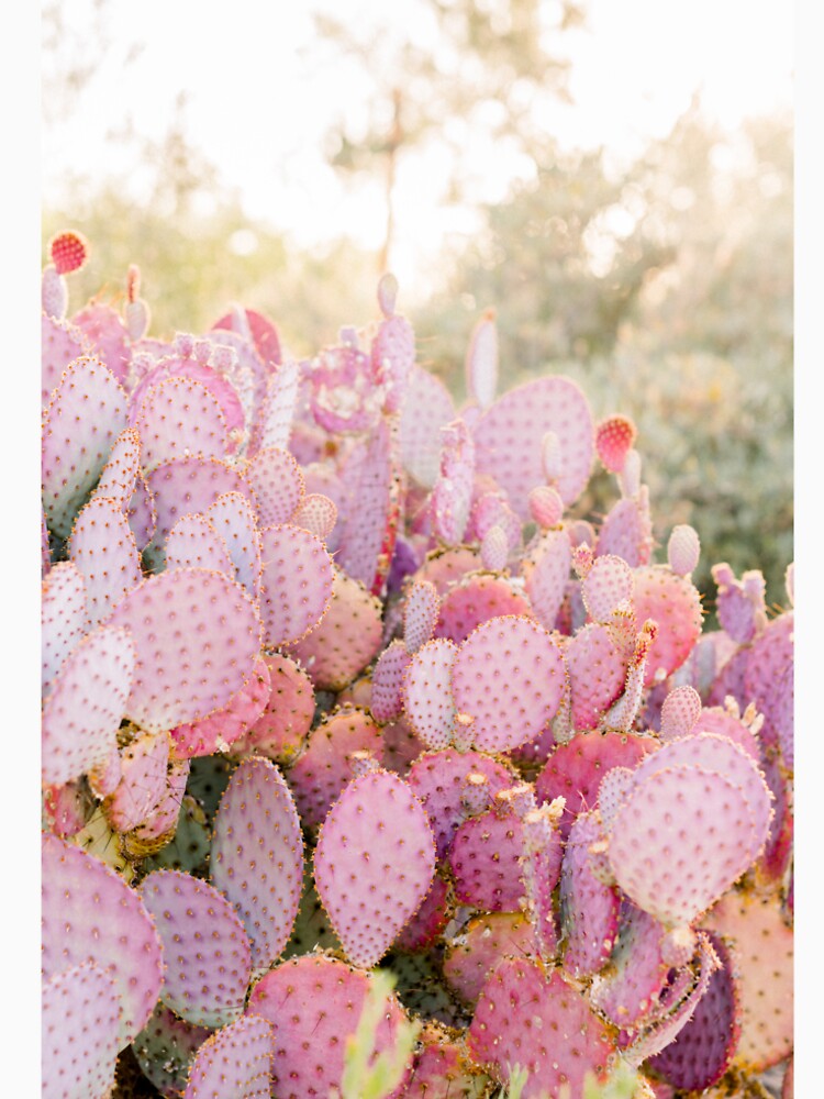 Pink cactus by Silvana  Braggio Photography