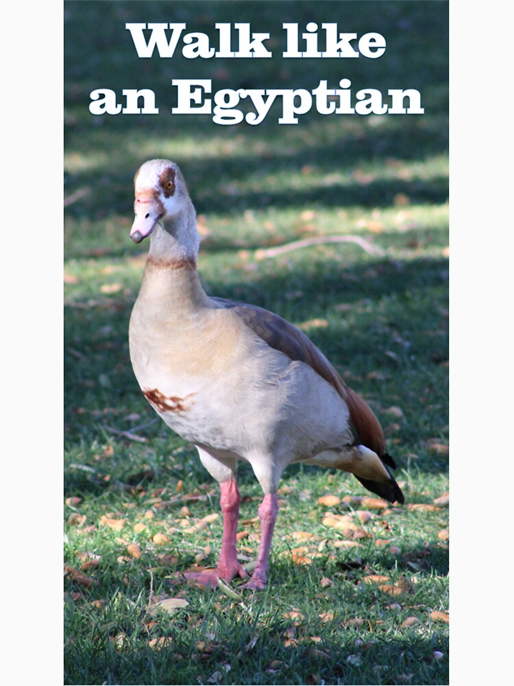 Walk like an Egyptian Goose by BattlefoxxEarth