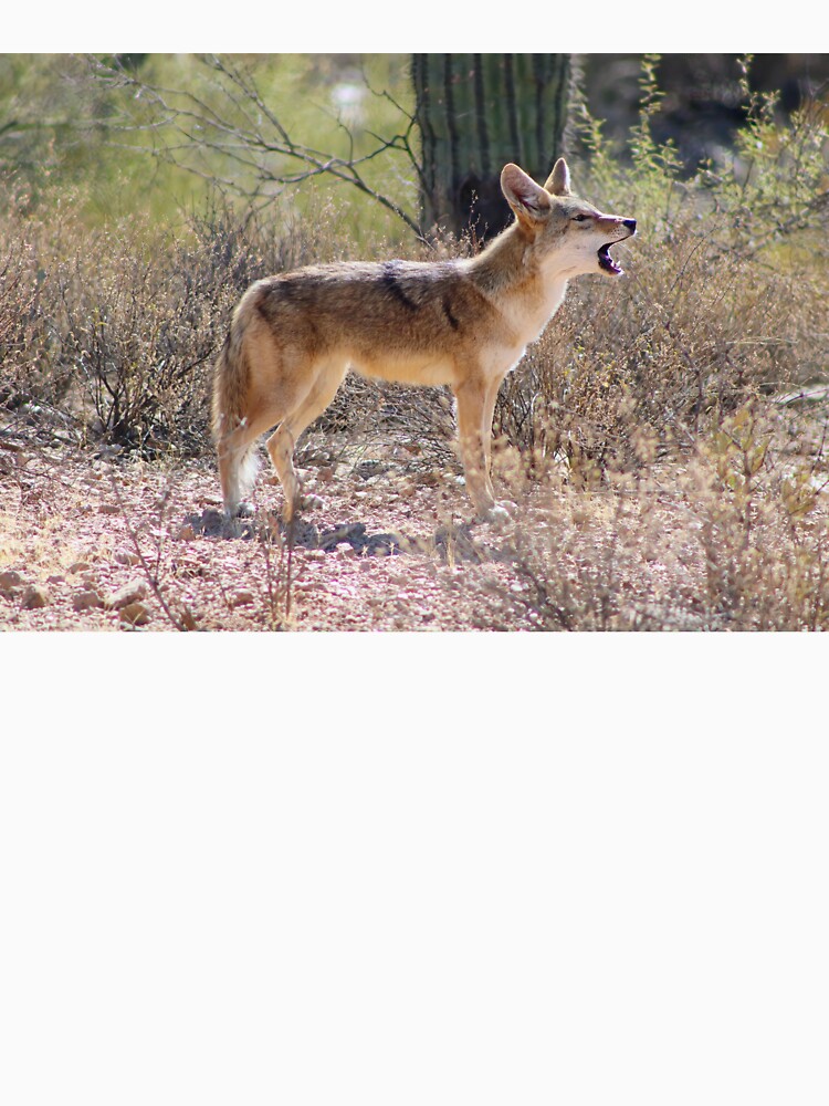 Stunning Coyote Howling by simonjayphotos