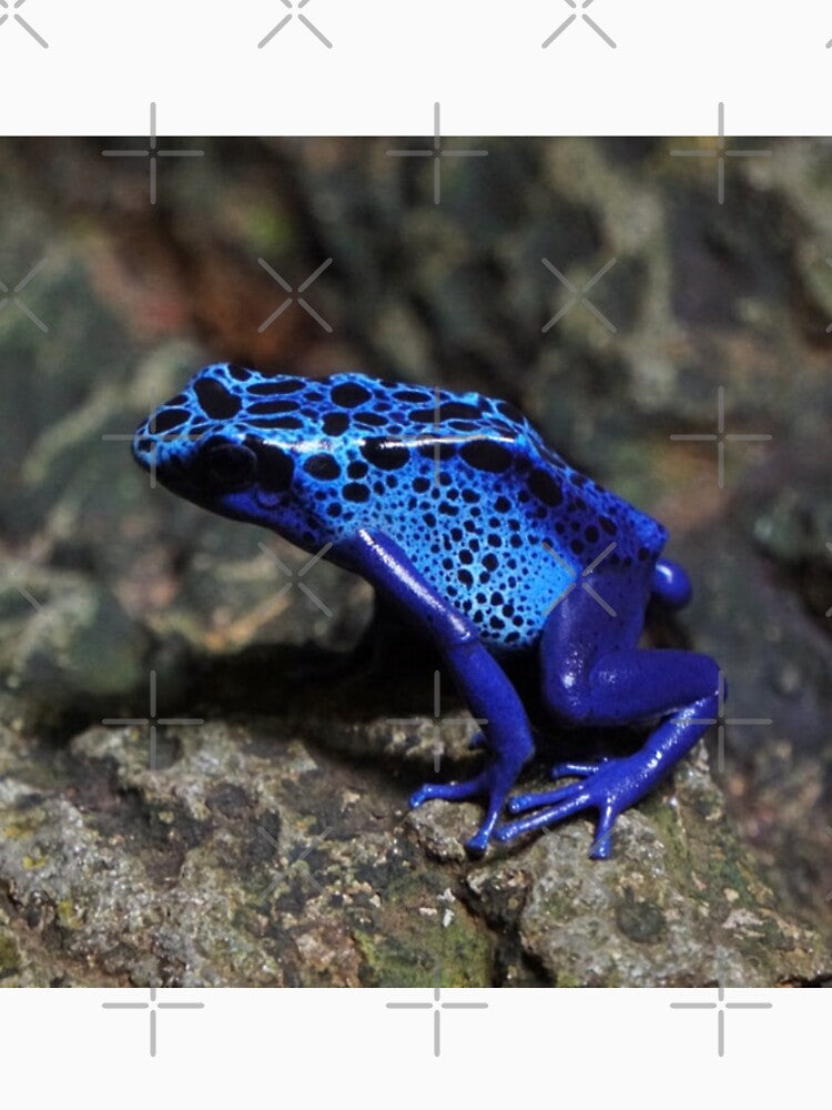 Blue Poison Dart Frog, Bright Blue Frog by mwagie