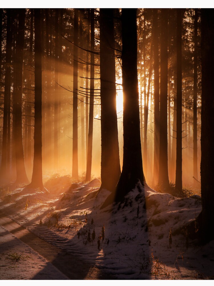 Forest clearing in winter by Pietschi2022
