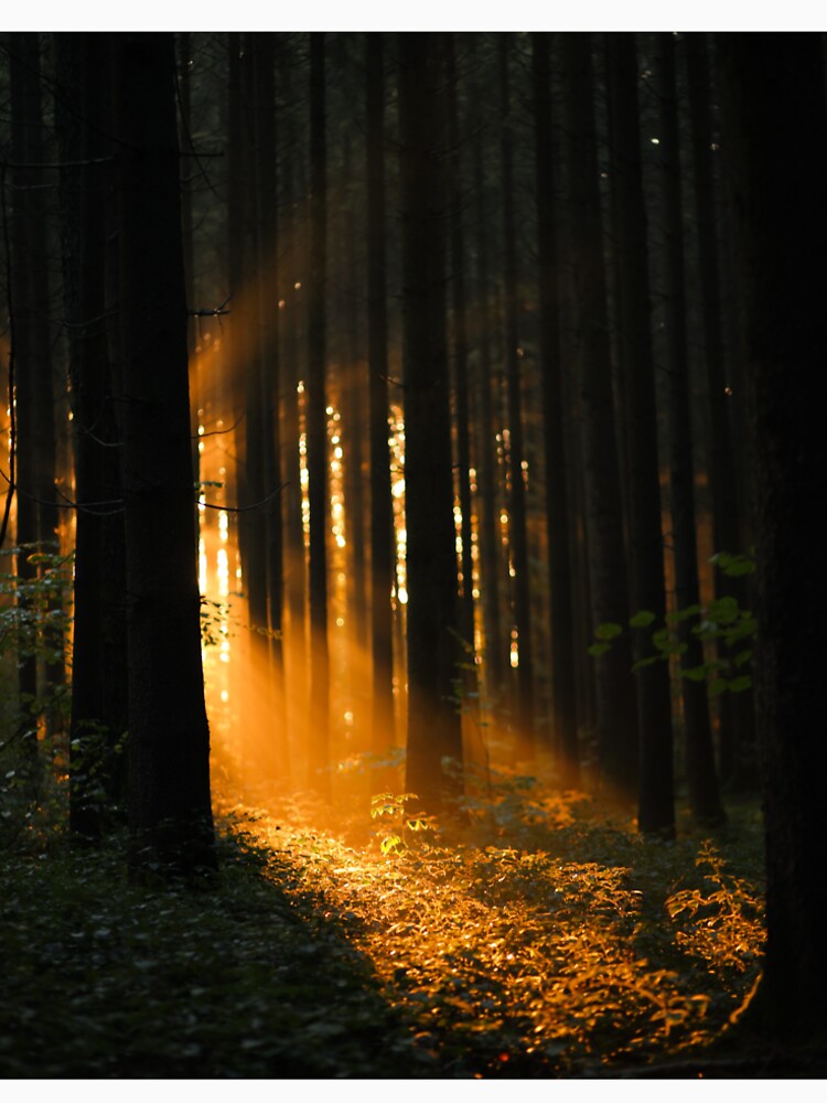 Forest clearing in the forest by Pietschi2022