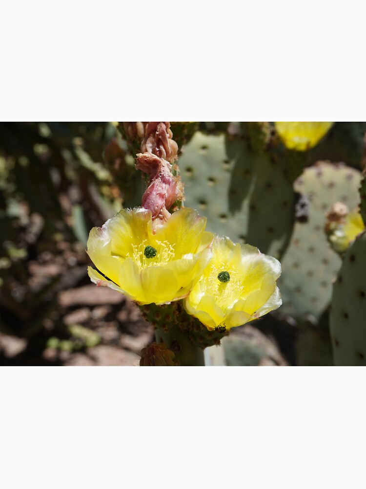 Desert Flowers - Yellow by Bloom-N-Blossom