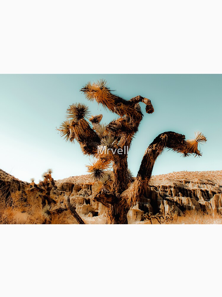Cactus in the desert at Red Rock Canyon State Park, California, USA by Mrvell
