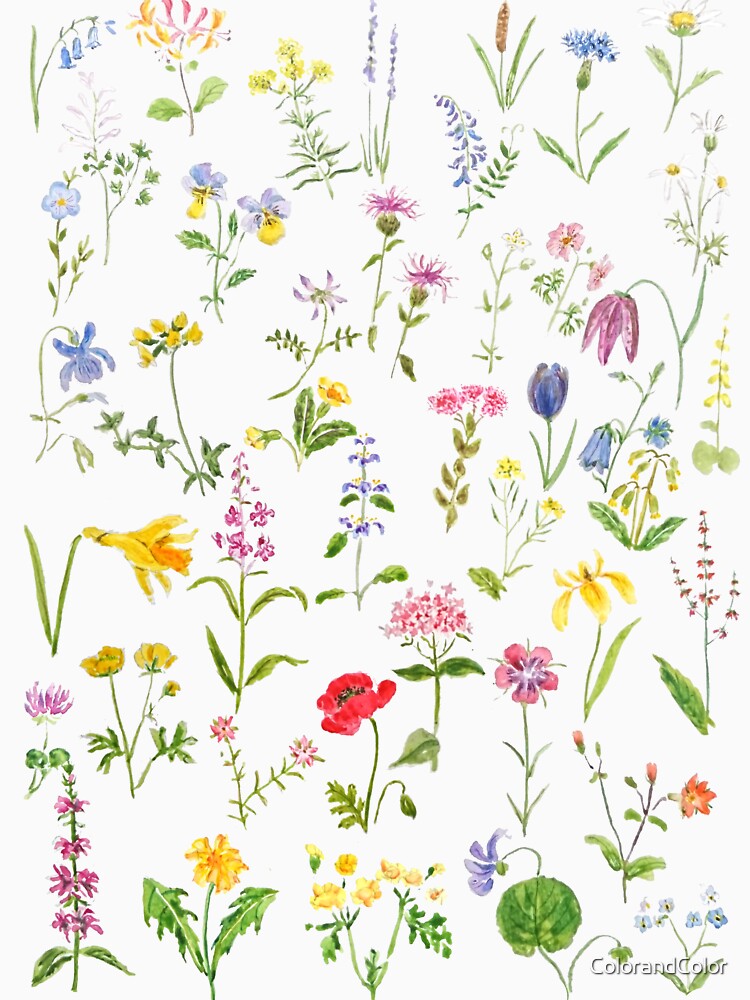 hand painted botanical colorful countryside wildflowers watercolor painting by ColorandColor