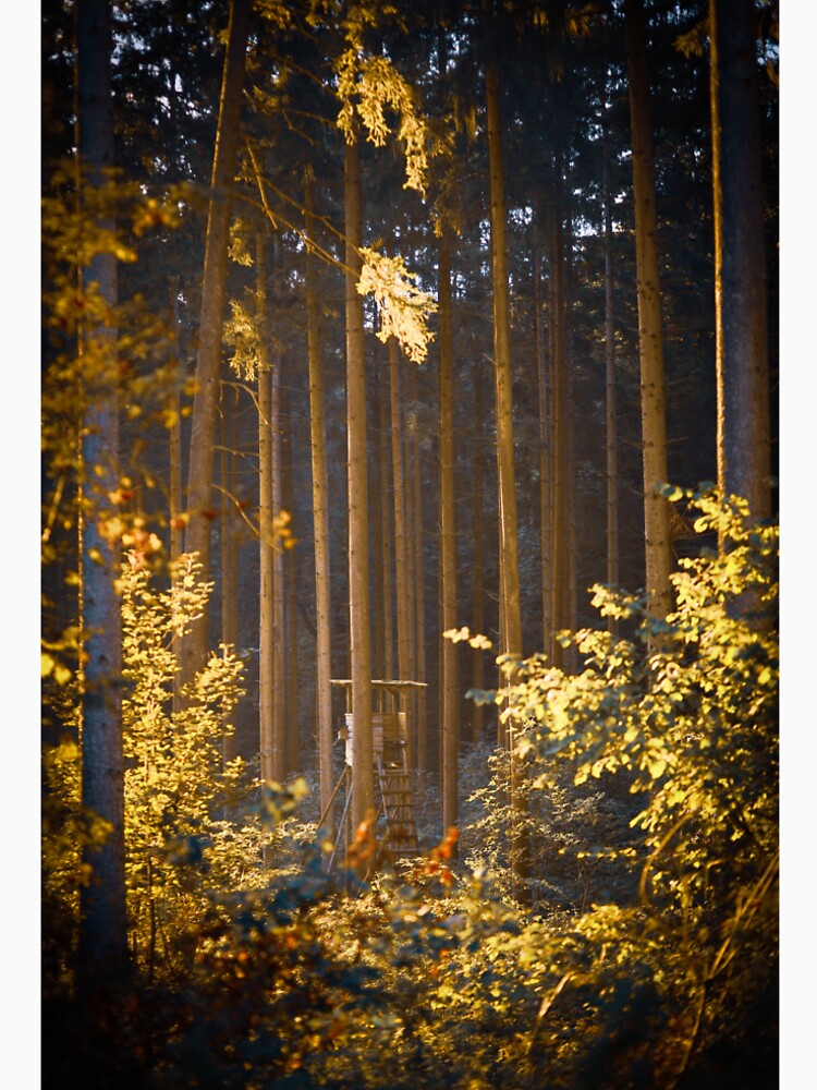 forest photo by Pietschi2022