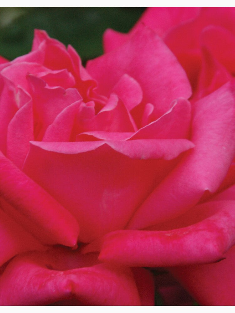 pink in a sea of green by KensLensDesigns