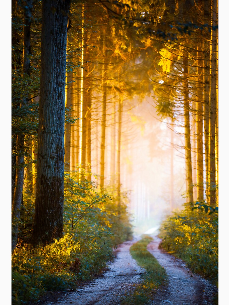 Forest photo in the forest by Pietschi2022