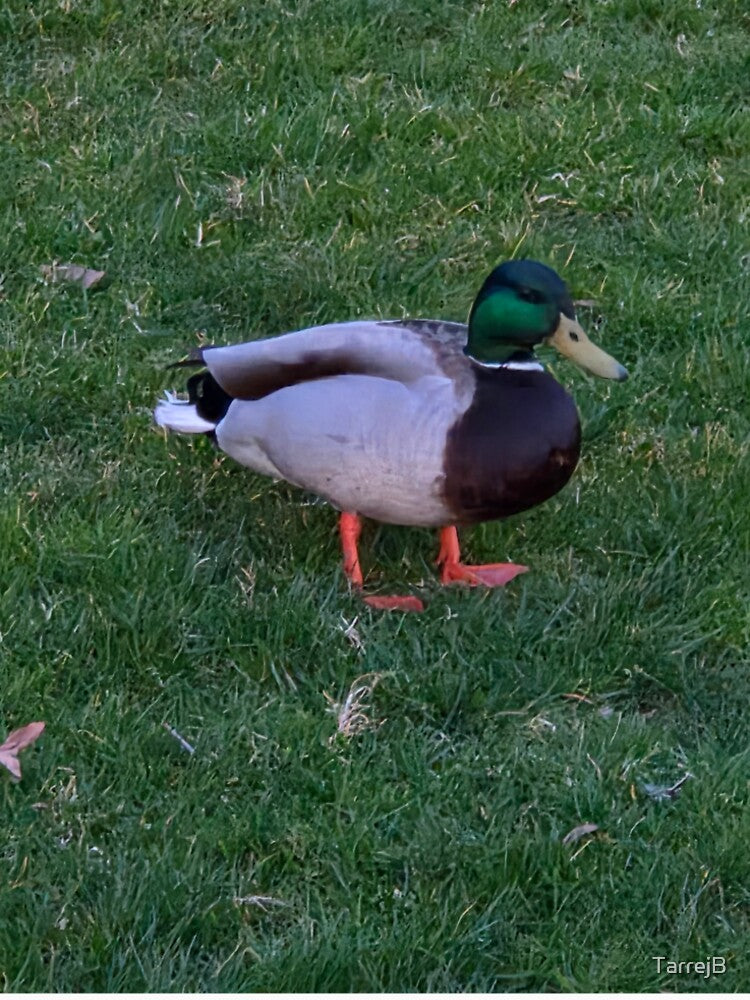 Friendly Fowl by TarrejB