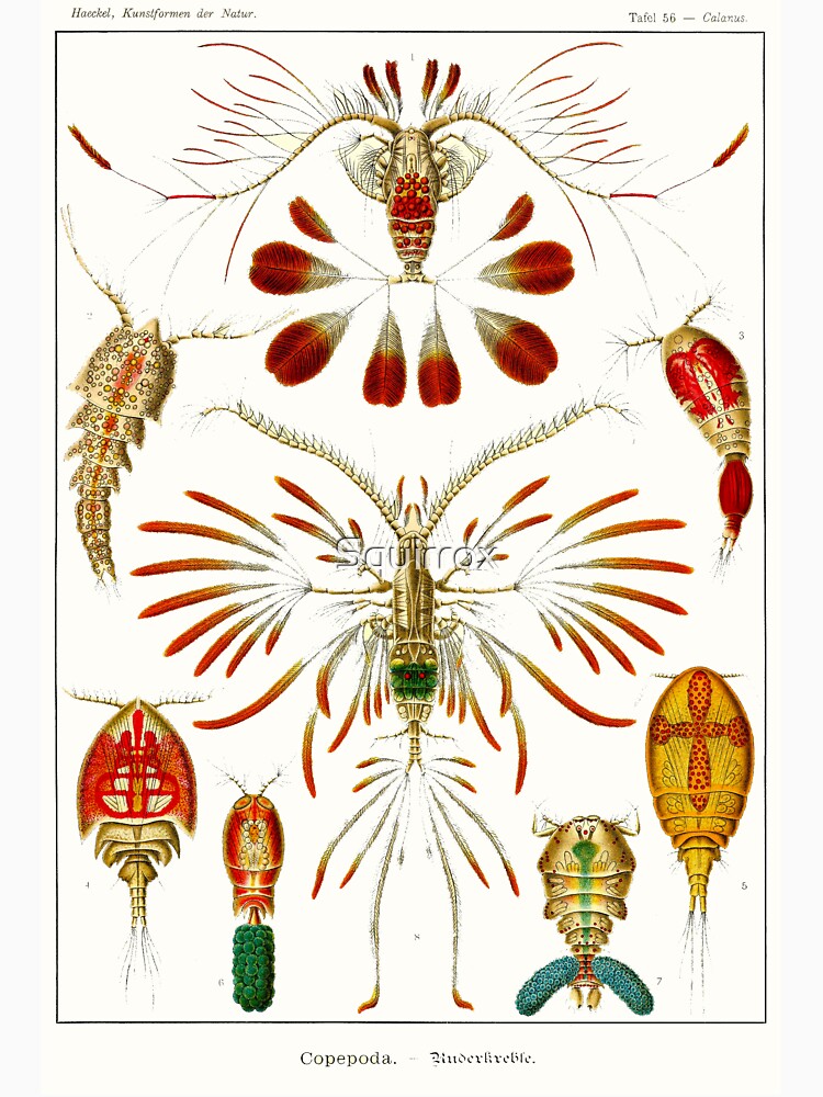 Plate 56. Copepods, small crustaceans from nearly every water habitat. by Squirrox