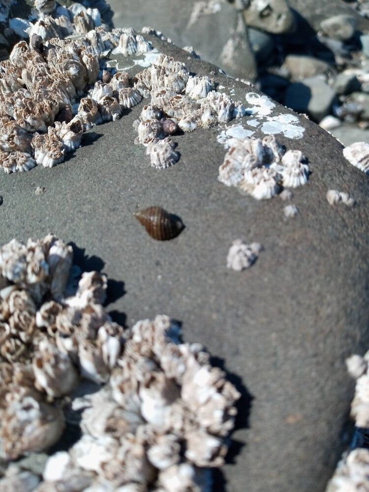 Sea snail shell on rock by WildNature129