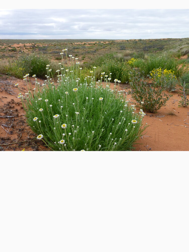 Wildflowers of the Simpson Desert by ThornetreeGen