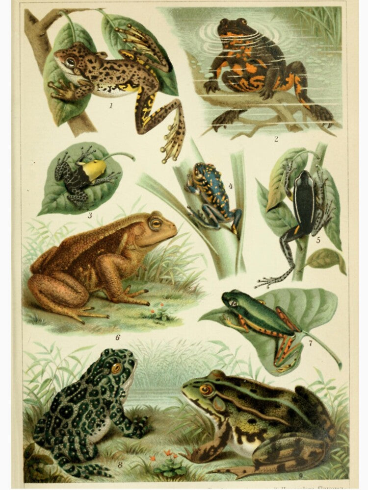 Frogs And Toads by BlueSpecsStudio