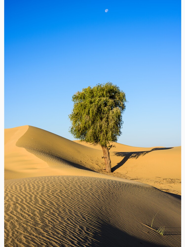 Tree in the Desert by DavidGabisPhoto
