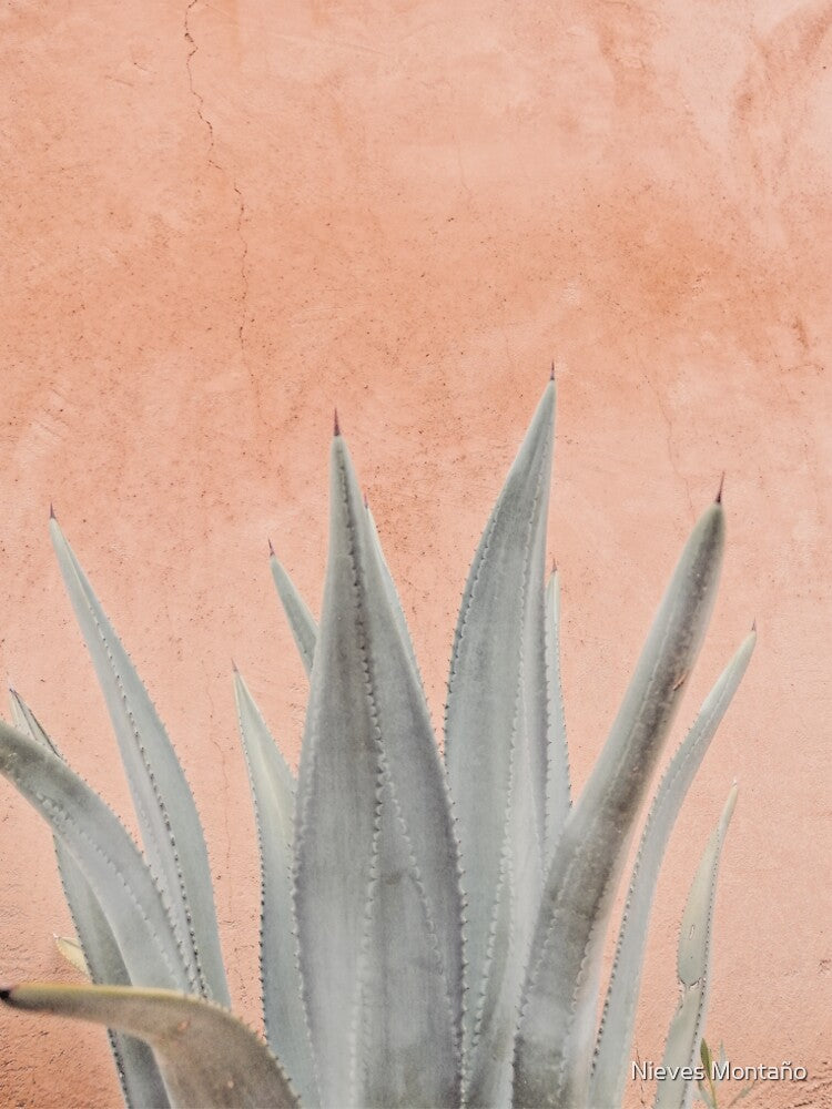 Pink Agave, Pink Cactus, Cactus Wall Art by Nieves Montaño