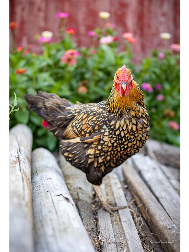 Chicken giving me a look by PTPhotoLLC