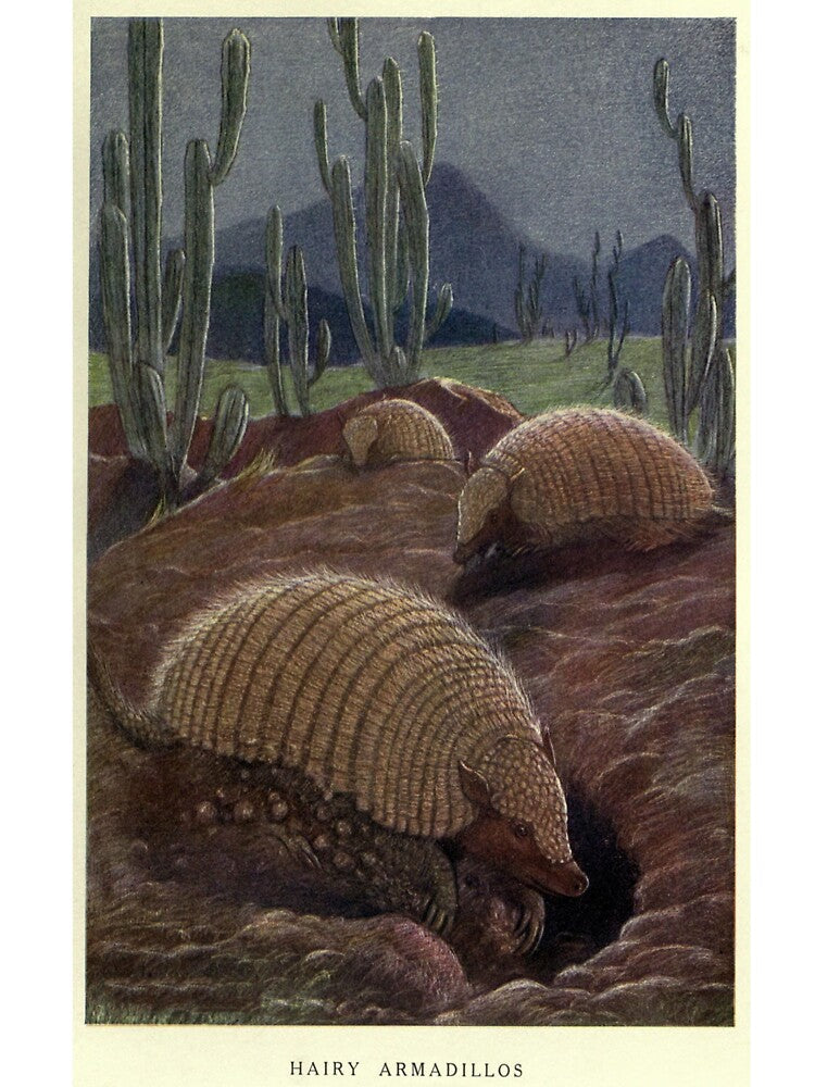 Vintage Armadillo Painting (1909) by BravuraMedia
