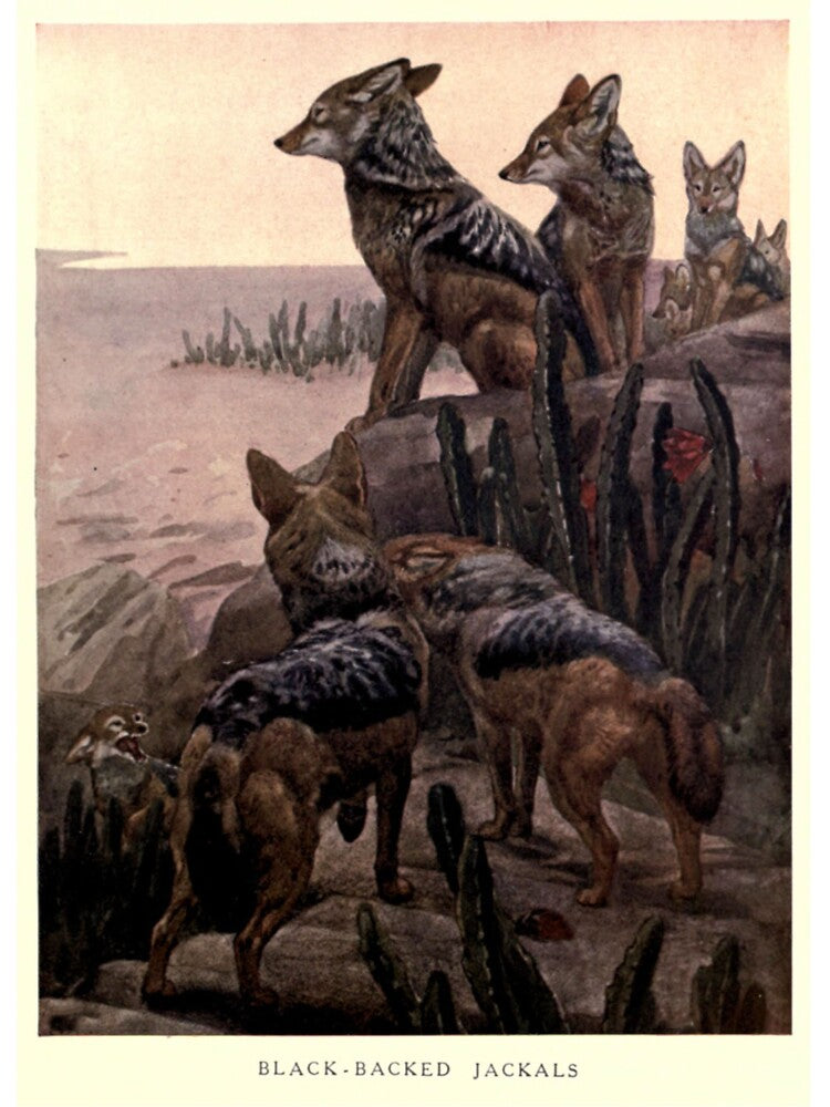 Vintage Jackals Painting (1909) by BravuraMedia
