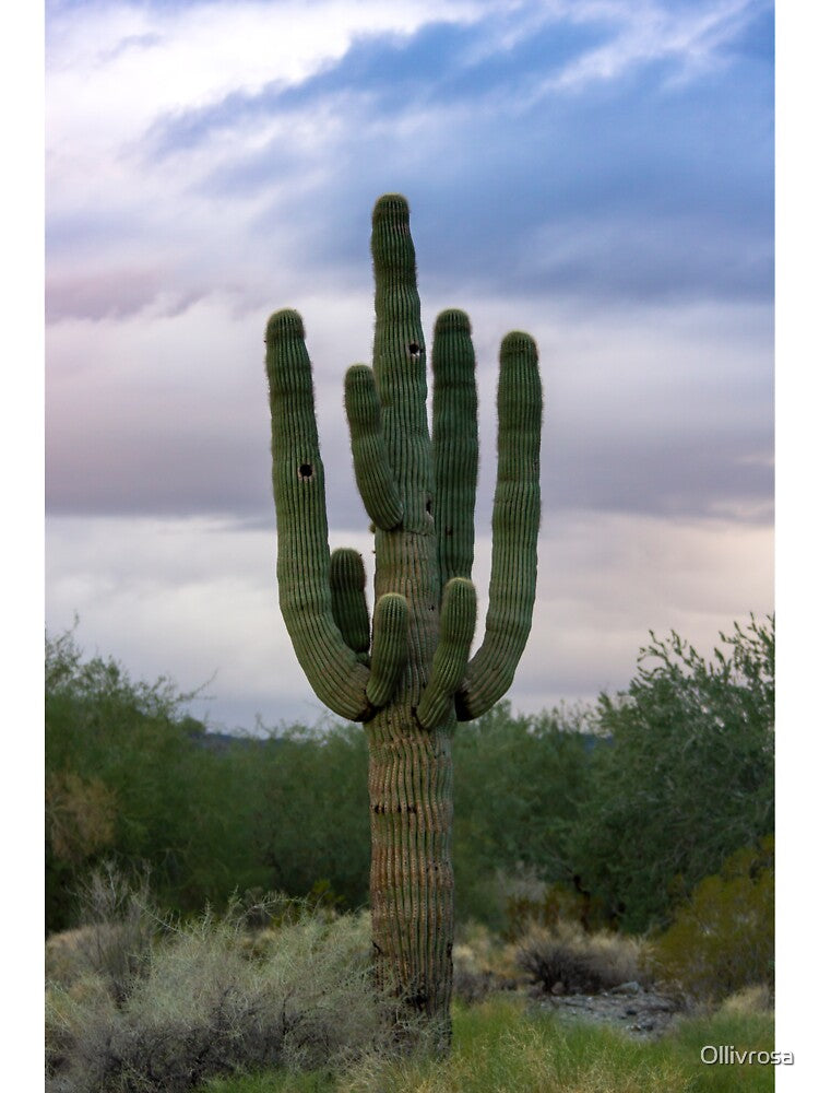 Ancient Saguaro Cactus by Ollivrosa
