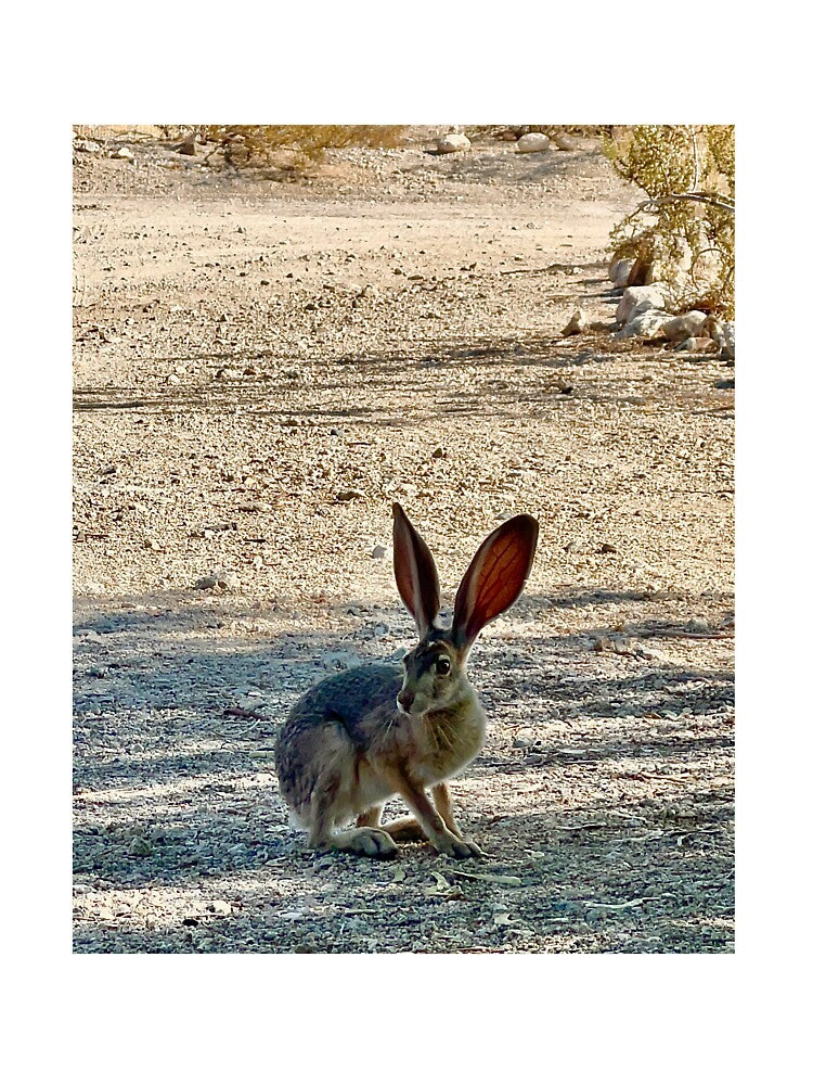 Jack Rabbit by MarklandBarter