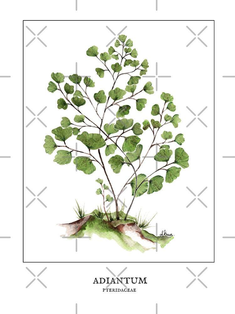 Maidenhair fern by PetitMartin